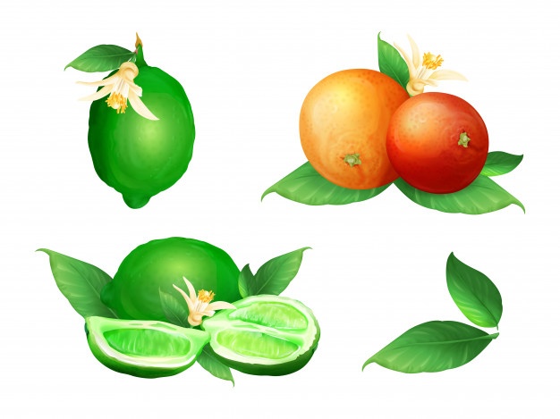 626x469 Lime Vectors, Photos And Psd Files Free Download