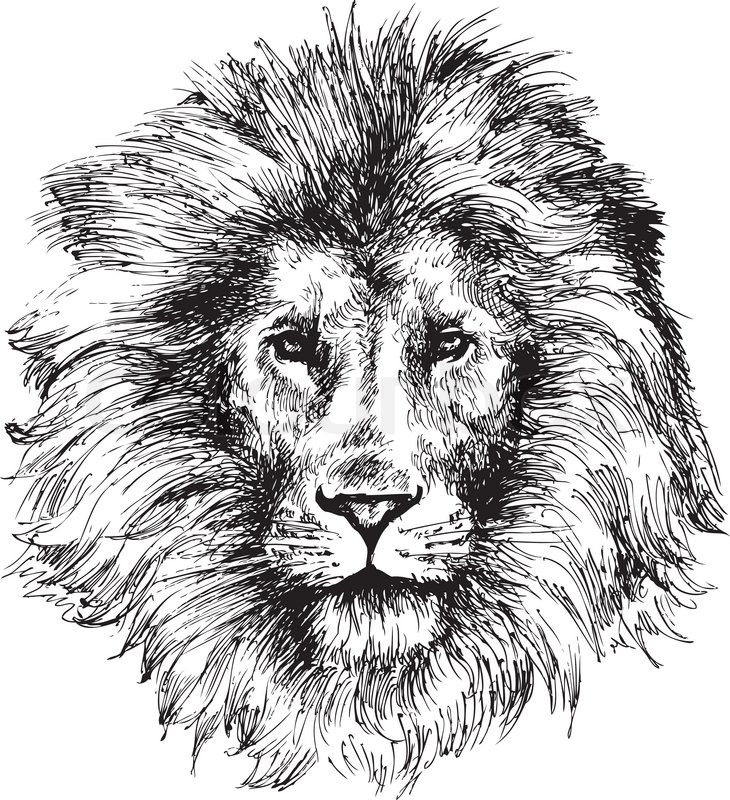 730x800 Hand Drawn Lion Head Illustration Stock Vector Colourbox