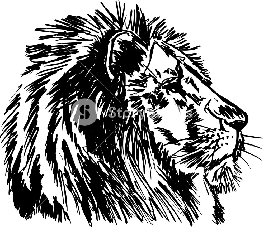 1000x861 Sketch Of A Big Male African Lion. Vector Illustration Royalty