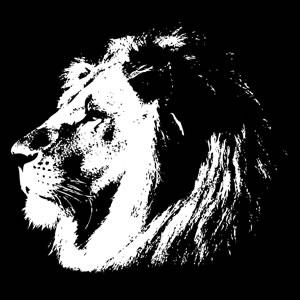 300x300 Lion