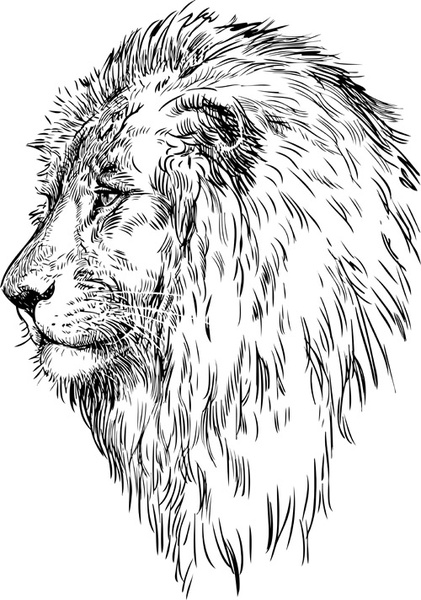 421x600 Hand Drawing Lion Vector Free Vector In Adobe Illustrator Ai ( .ai