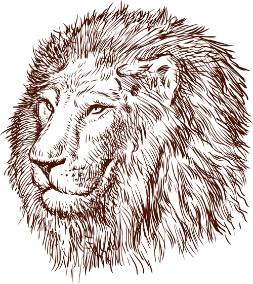 500x560 Hand Drawing Lion Vector Free Vector In Adobe Illustrator Ai ( .ai