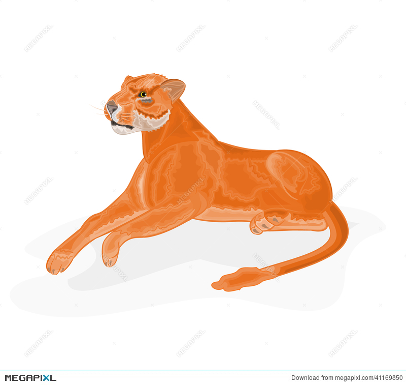 800x757 Lioness Vector Illustration Illustration 41169850