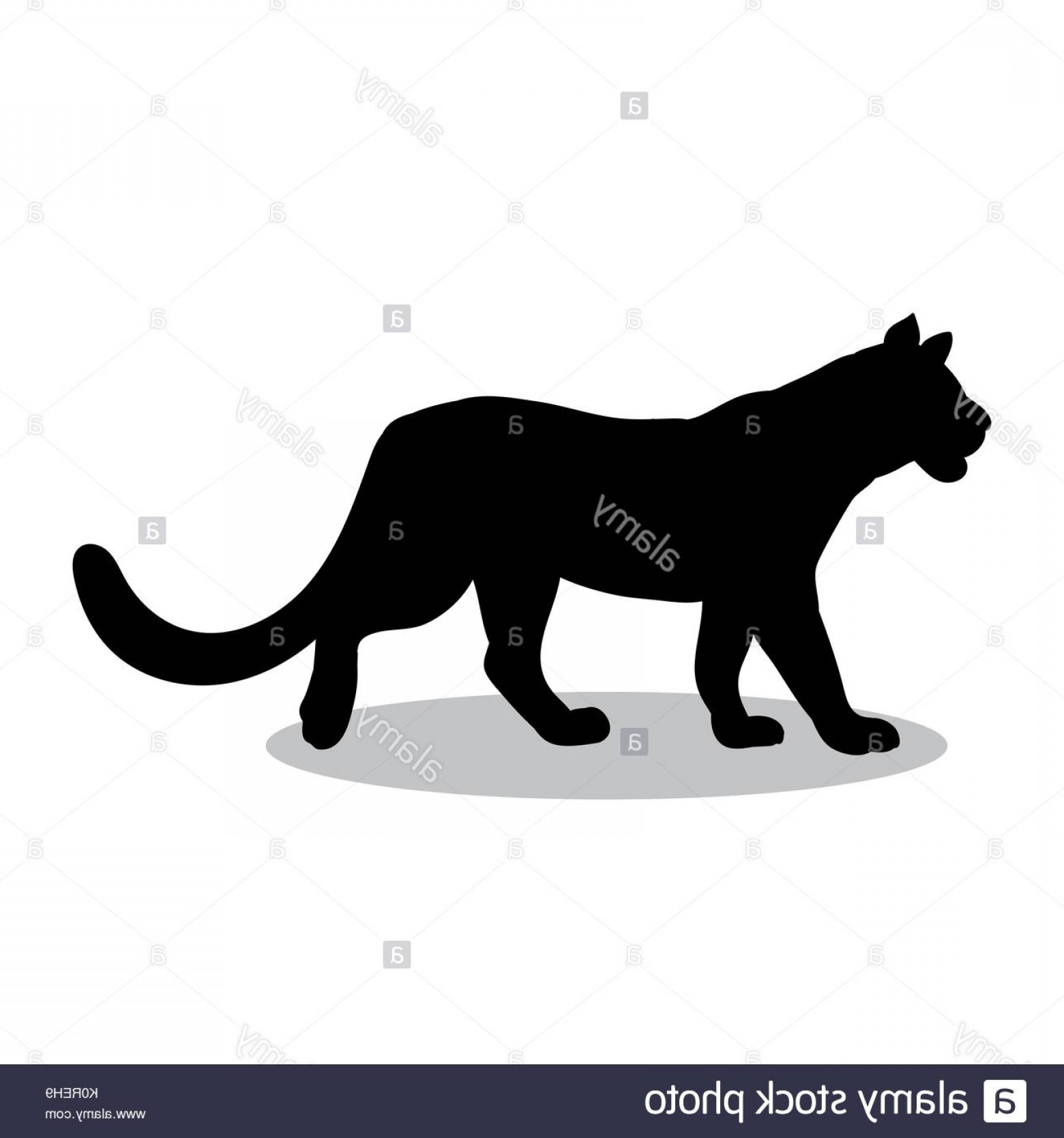 1560x1668 Stock Photo Lioness Wildcat Predator Black Silhouette Animal