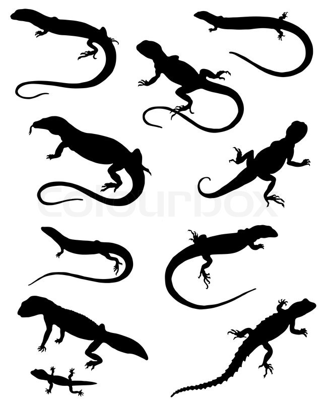 641x800 Collection Of Silhouettes Of Lizards Stock Vector Colourbox