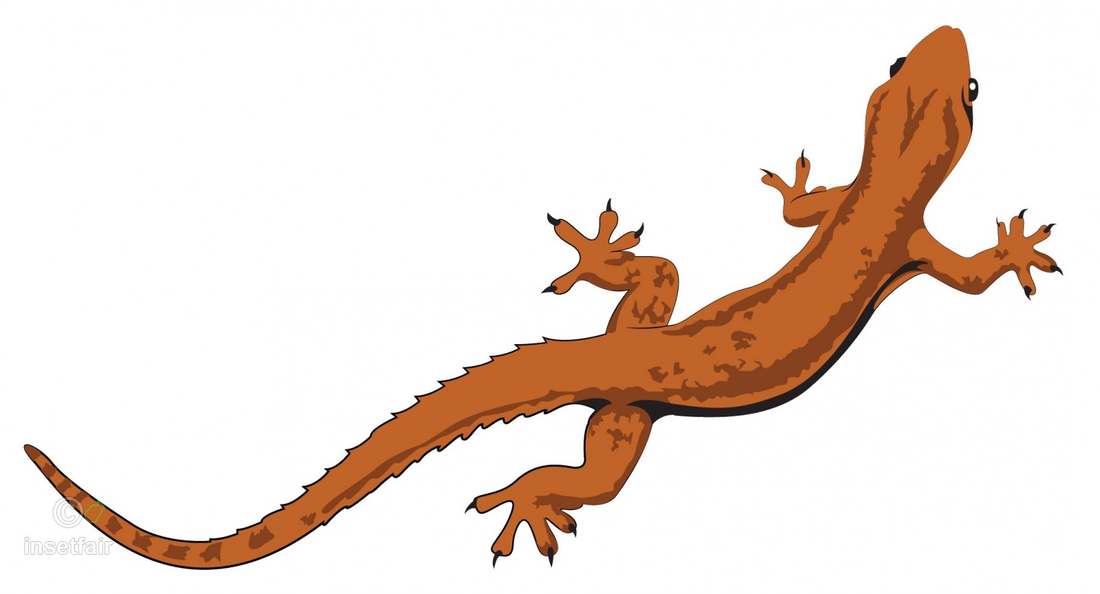 1600x865 Gecko Lizard Vector Illustration In Jpg And Png Format