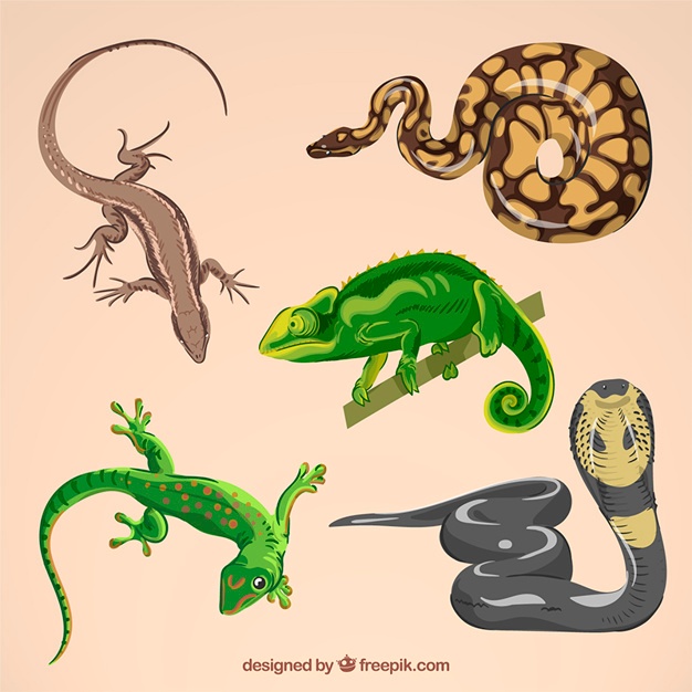 626x626 Lizard Vectors, Photos And Psd Files Free Download