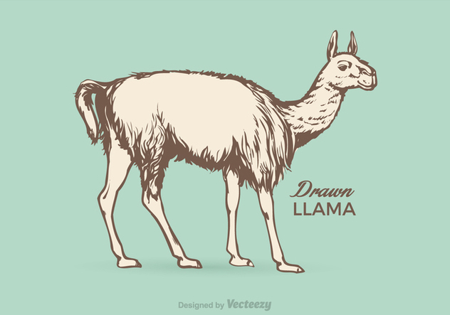632x443 Free Llama Vector Illustration Free Vector Download 356835 Cannypic