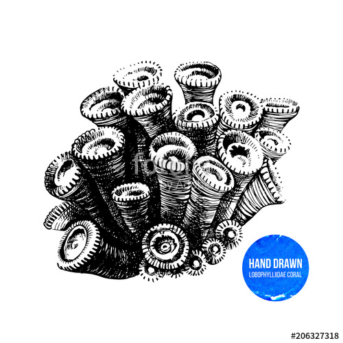 500x500 Hand Drawn Lobo Coral Stock Image And Royalty Free Vector Files