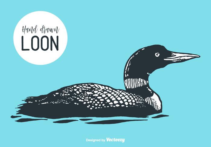 700x490 Hand Drawn Loon Vector Illustration