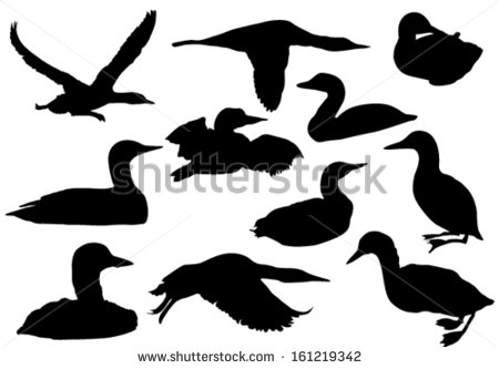 Loon Vector at GetDrawings | Free download