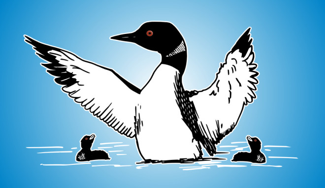 660x382 Loon With Babies Vector Files