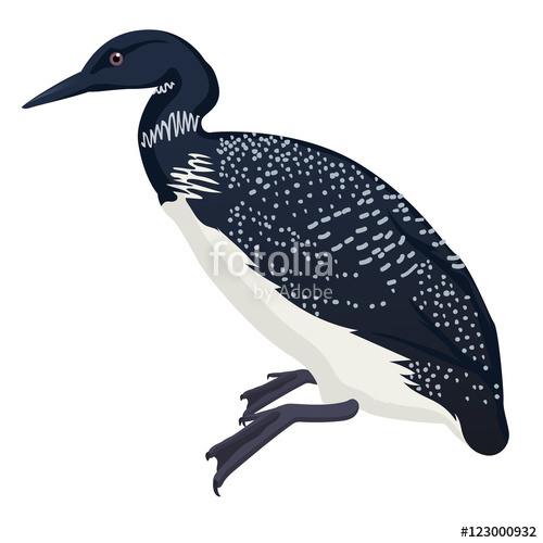 500x500 Common Loon Bird Detalised On White Background, Bird In Modern