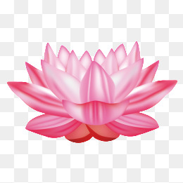 260x261 Lotus Flower Png Images Vectors And Psd Files Free Download On