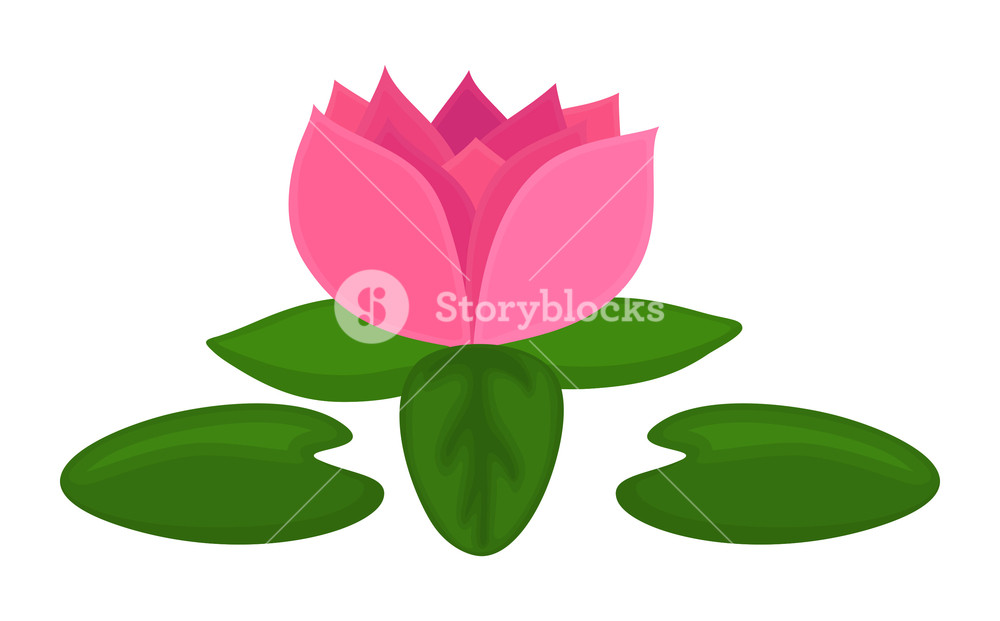 1000x621 Lotus Flower Vector Royalty Free Stock Image
