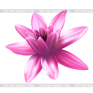 300x300 Lotus Flower