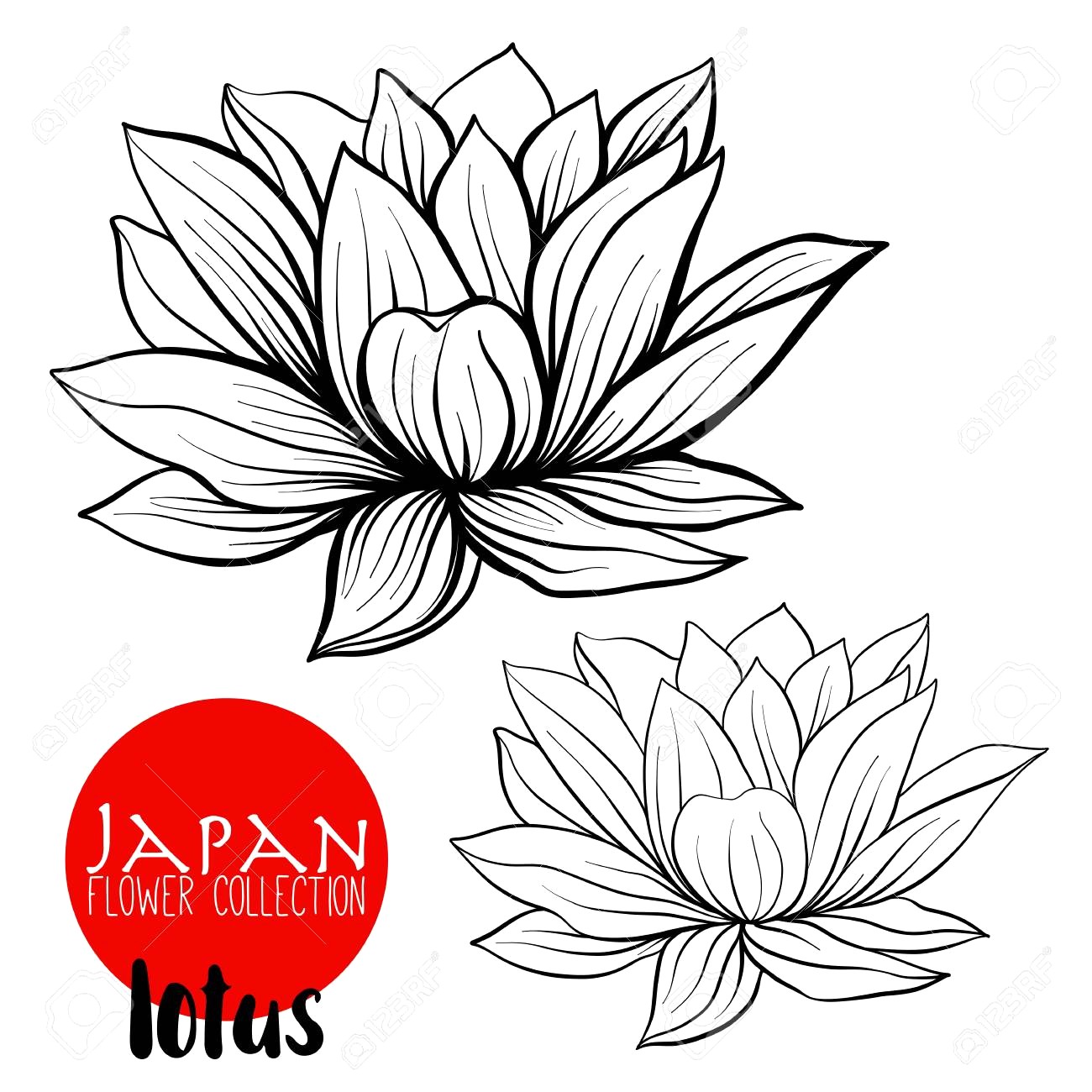 1300x1300 87572775 Lotus Flowers Stock Line Vector Illustration Botanic