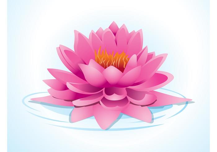 700x490 Pink Lotus