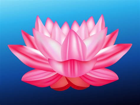 474x355 Lotus Flower Cartoon
