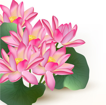 371x368 Lotus Vectors Free Vector In Adobe Illustrator Ai ( .ai ) Vector