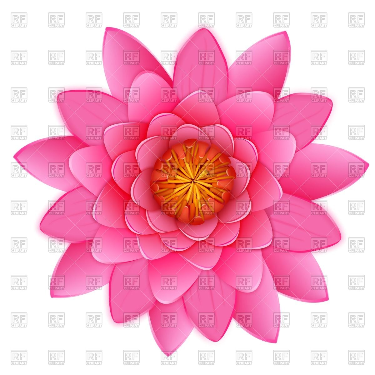 1200x1200 Beautiful Pink Lotus Or Waterlily Flower Vector Image Vector