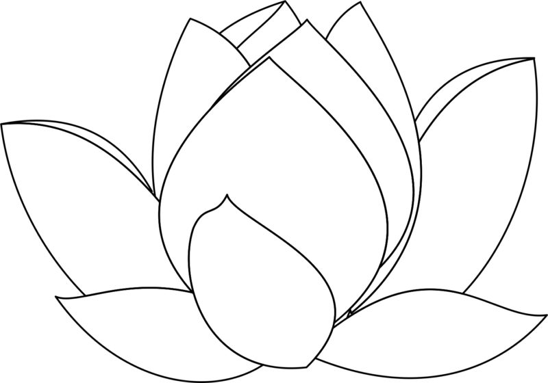 800x560 Free Lotus Clipart Black And White Images