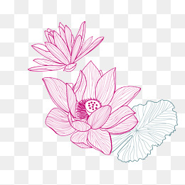 260x261 Lotus Leaf Vector Png Images Vectors And Psd Files Free