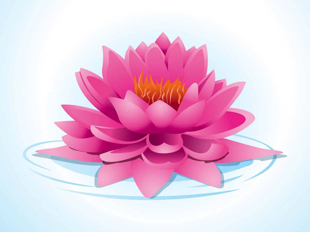 1024x767 Pink Lotus Vector Art Amp Graphics