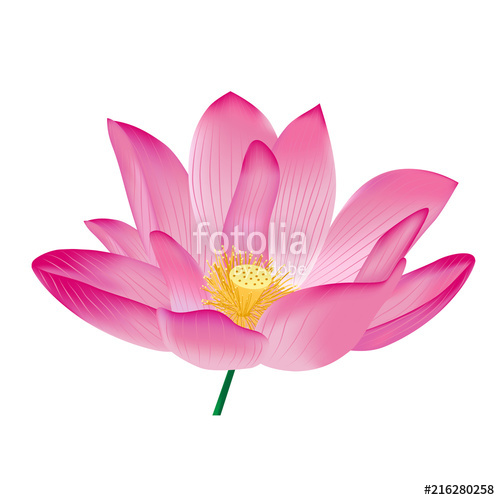 500x500 Pink Lotus, Vector Stock Image And Royalty Free Vector Files On