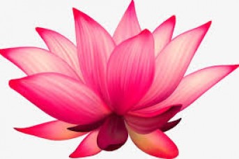 343x228 Ilrator Vector Lotus Flower