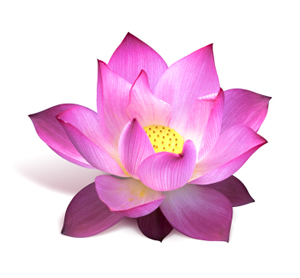 300x278 Lotus Vector Png