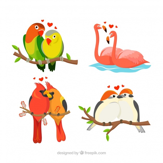 626x626 Lovebird Vectors, Photos And Psd Files Free Download