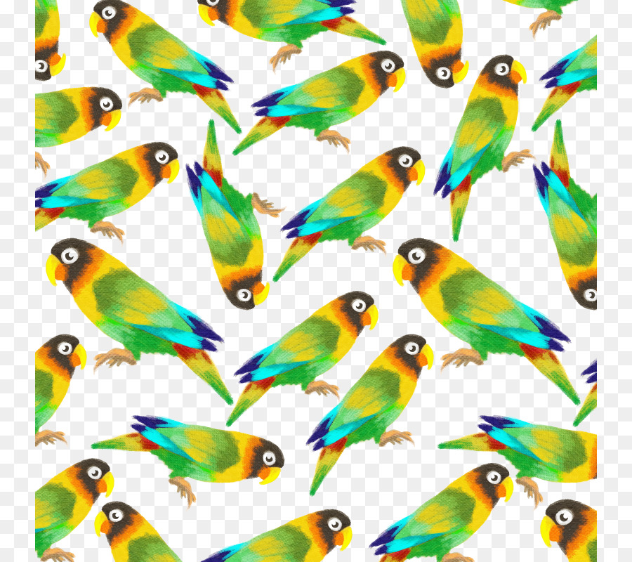 900x800 Budgerigar Amazon Parrot Lovebird