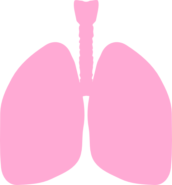 552x594 Lungs Clip Art