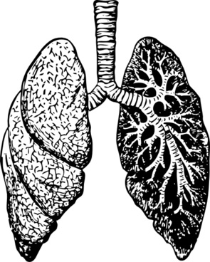 295x368 Lungs Free Vector Download (44 Free Vector) For Commercial Use