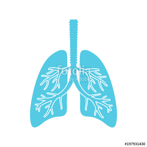 500x500 Lungs Vector. Flat Design. Stock Image And Royalty Free Vector