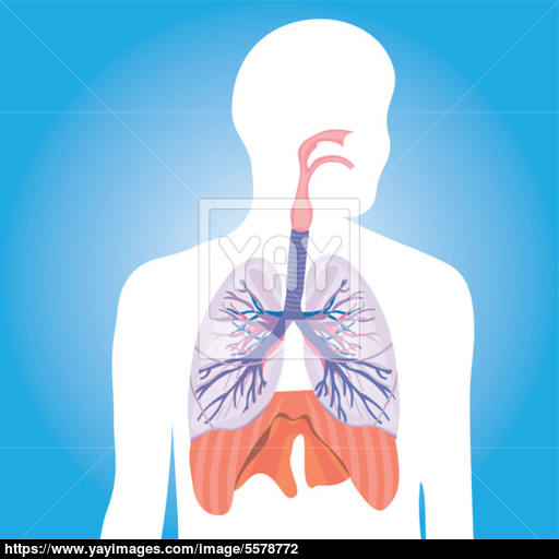 512x512 Respiratory System Lungs Vector Human Body Illustration Vector