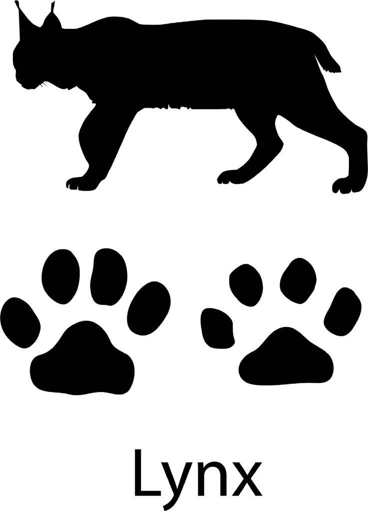 737x1024 Paws Clipart Lynx ~ Frames ~ Illustrations ~ Hd Images ~ Photo