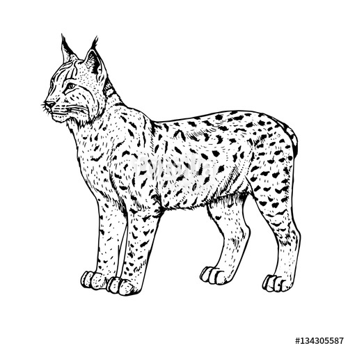 500x500 Hand Drawn Lynx. Vector Illustration. Stock Image And Royalty