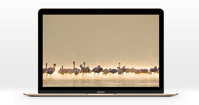 640x340 The New Macbook Psd Mockup Psd Mock Up Templates Pixeden