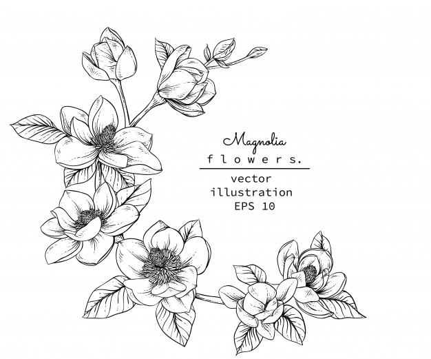 Magnolia Flower Vector at GetDrawings | Free download