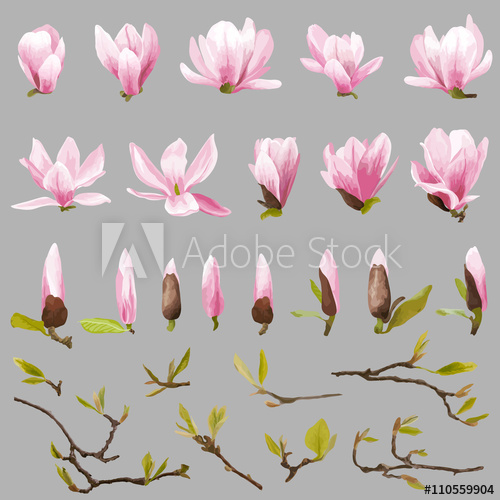 500x500 Magnolia Flowers And Leaves Set. Exotic Flower. Vector