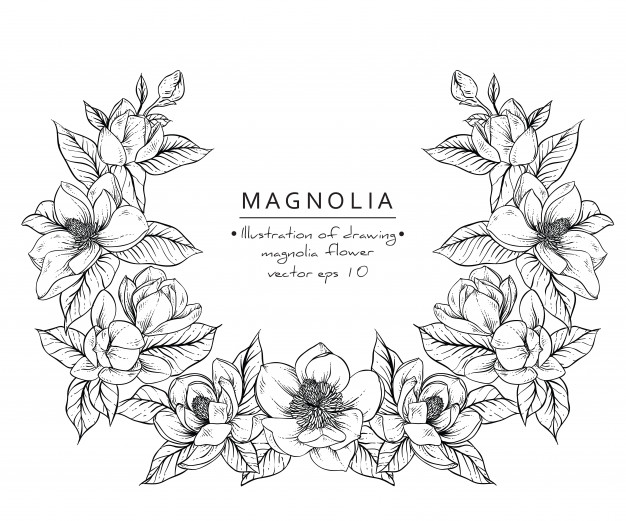 626x521 Magnolia Flower Drawings. Vector Premium Download