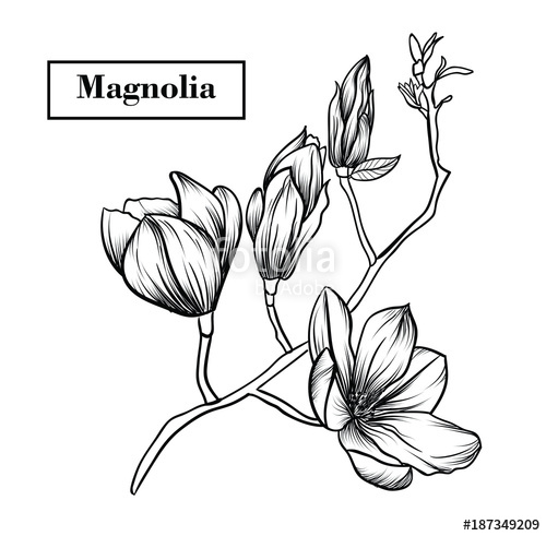 500x491 Magnolia Flowers Drawing.vector, Illustration And Clip Art On
