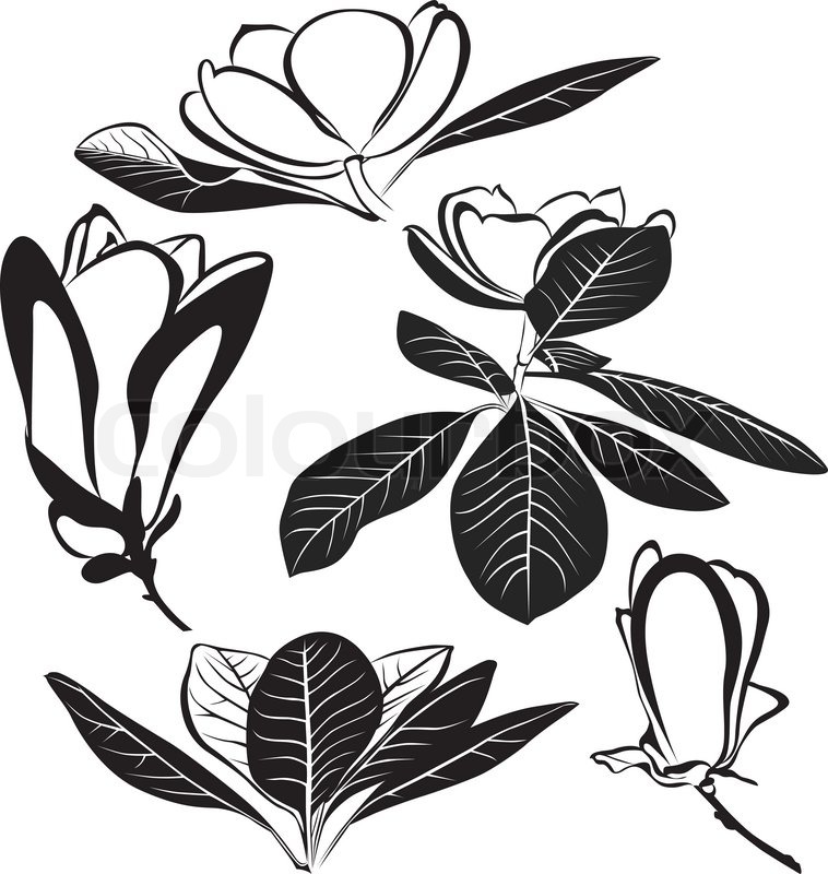 758x800 Magnolia Flowers Isolated On White Background Stock Vector