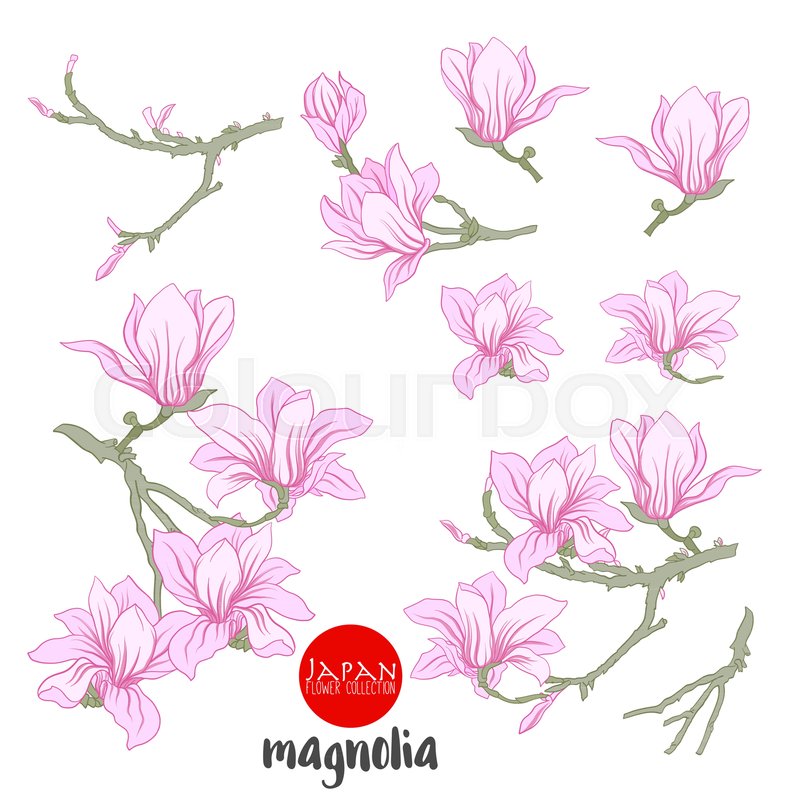 800x800 Magnolia Flowers On Branch. Stock Line Vector Illustration Botanic