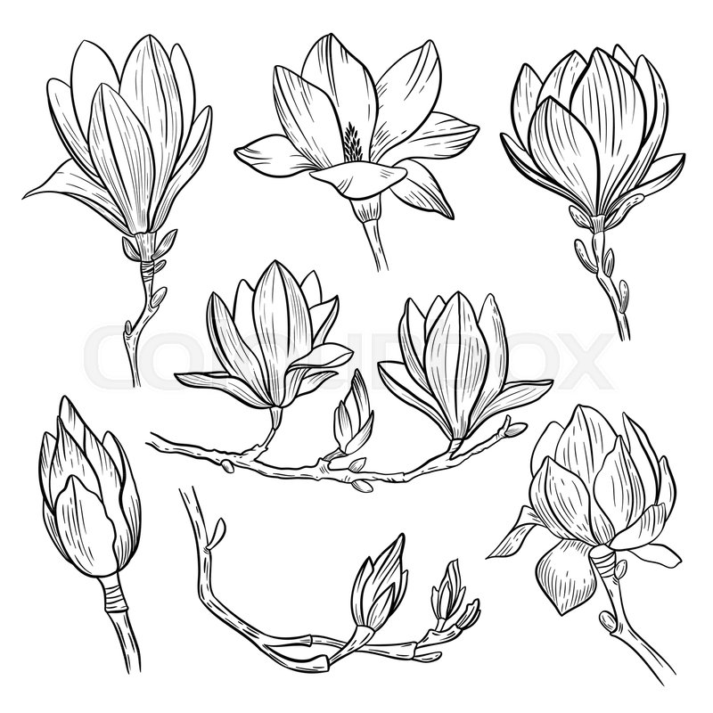 800x800 Magnolia Flowers. Hand Drawn Spring Blossoming Plant Elements