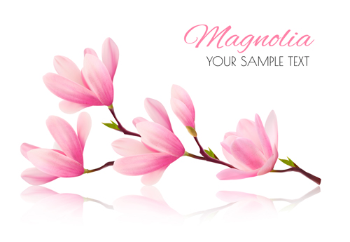 500x345 Pink Magnolia Flower Background Vector 01 Free Download