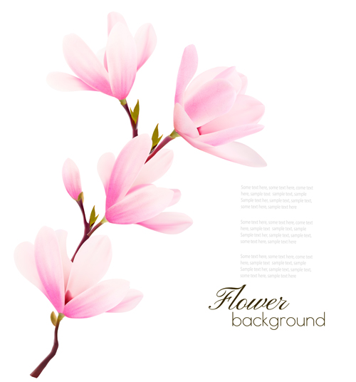 500x536 Pink Magnolia Flower Background Vector 04 Free Download