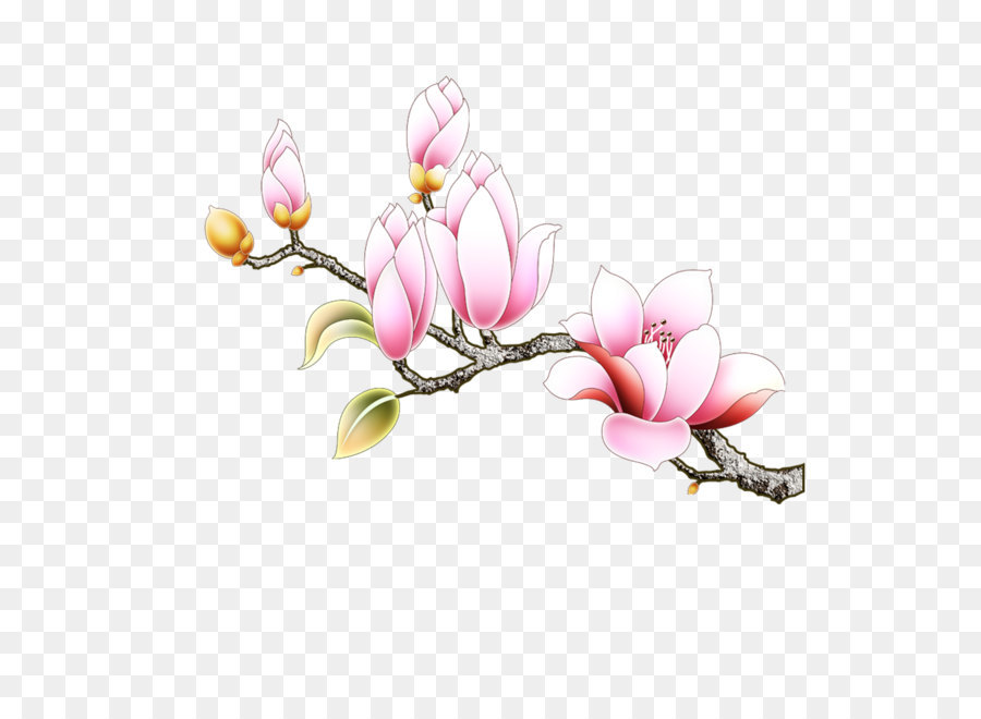 Magnolia Flower Vector at GetDrawings | Free download